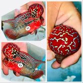 Kamfa Flowerhorn - 11